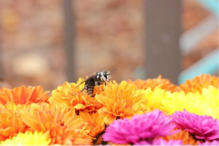 Bald Faced Hornet on Flower