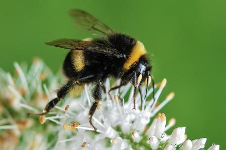 Bumble Bee on a Flower