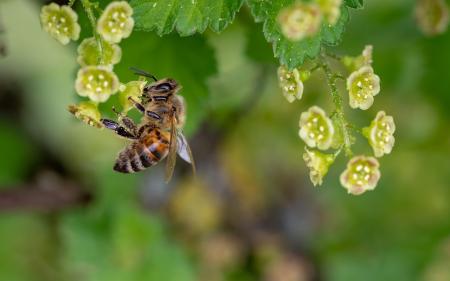 A honey bee on a flower