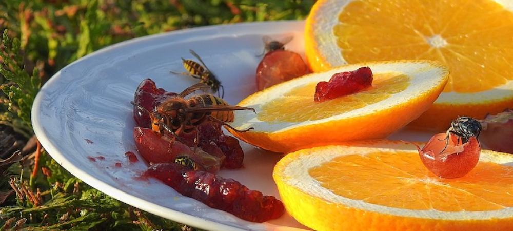 Wasps on a Plate with Orange Slices and Jam