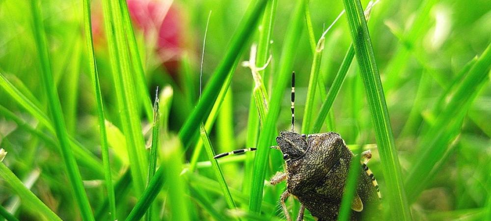 Stink Bug in Grass
